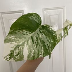 Beautiful Albo Monstera Top Plant CUTTING- Active Root