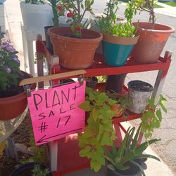 Plant Sale  For Mother’s Day!!  Between Arizona Avenue and Germann Rd Chandler 