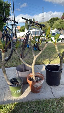 Plumeria