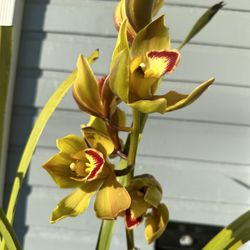 Cymbidium Plant 