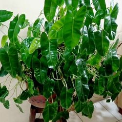 Rare Aroid Philodendron Golden Dragon Starter plant/ Indoor Plant/ House Plant Flower Patio Garden