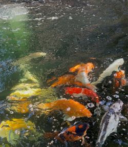 Rehoming 22 Japanese Kio Fish