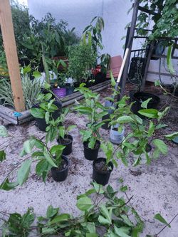 Yellow Passion Fruits