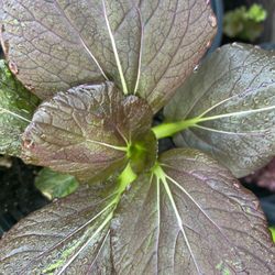 Exotic Mixed Green Start Up Plants