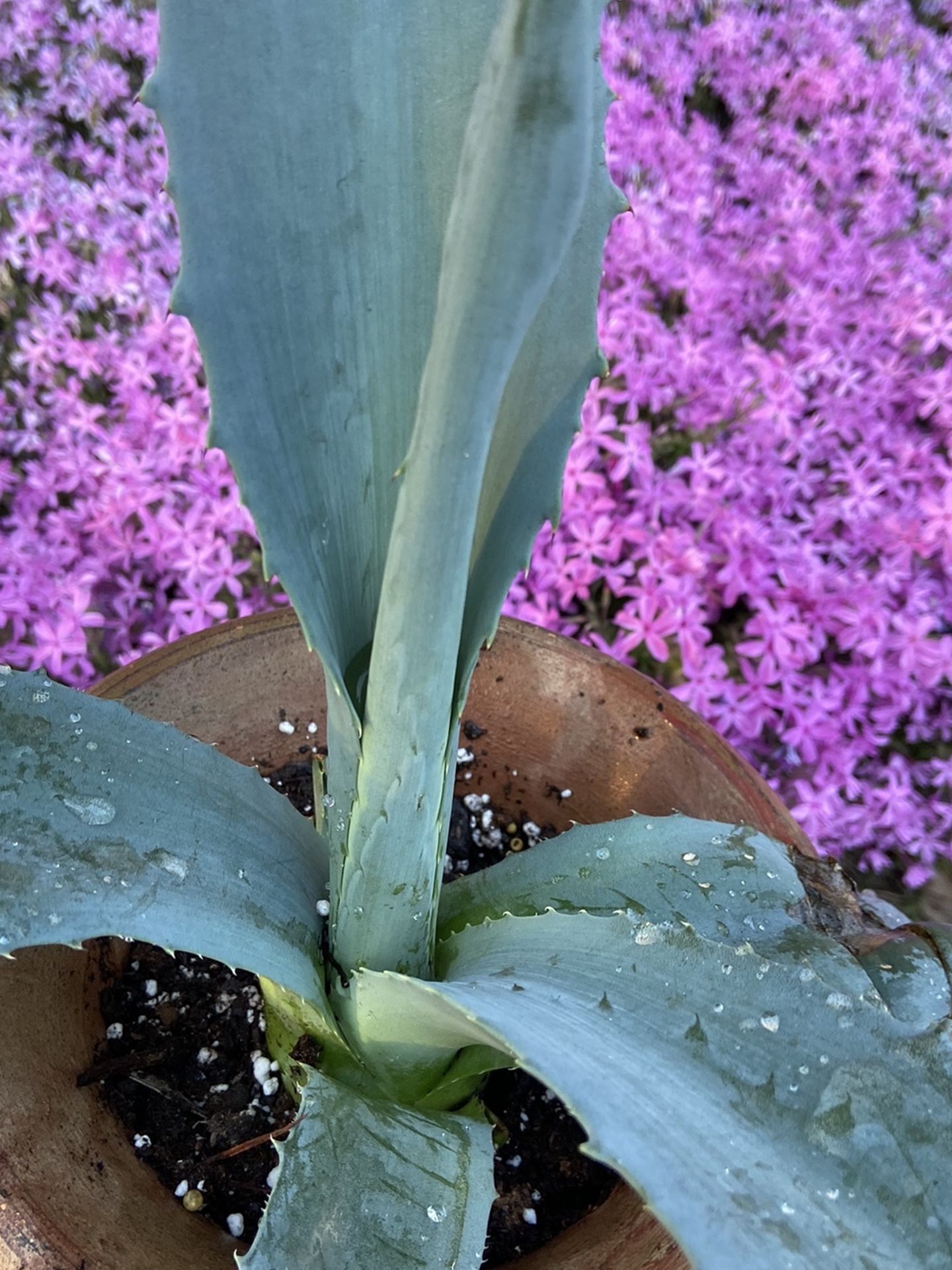 アガベ Blue cactus Blue Agave Cactus