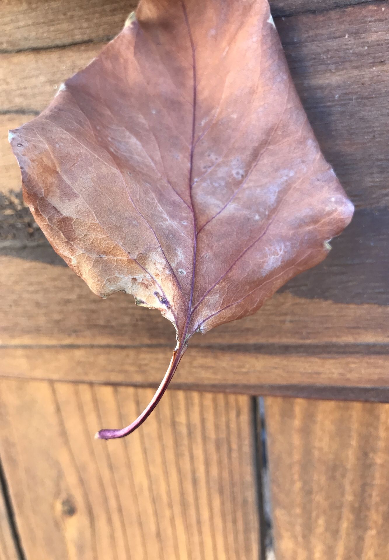 Leaf removal