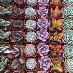 2” Succulent Party Favors