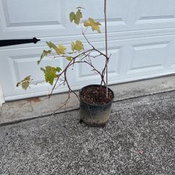 Free green Grape Tree 