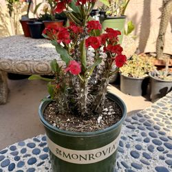 Red Crown of Thorns Live Plant, Euphorbia Milii