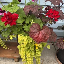 plants In Big nursery pots $15 each
