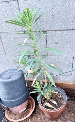Oleander (White) plants in 5 gallon pots