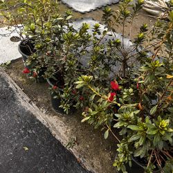 Plants Plants Plants