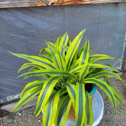 Lemonlight  Plant 8" Pot 