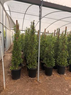 Indian laurel ficus 15 gallons
