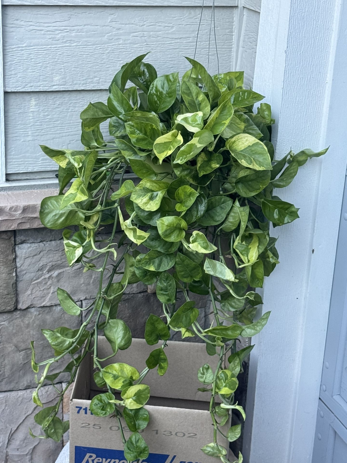 Huge Variegated Monet Sol Pothos