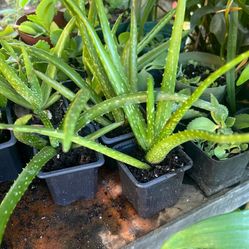 Baby Sabila Plant Live 