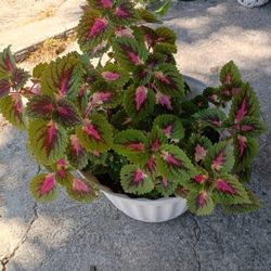Coleus Plant 