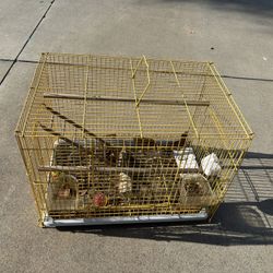 Bird Cage 