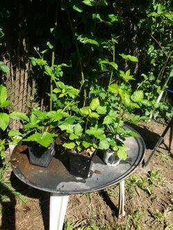 Thornless Blackberry Bushes 