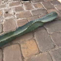 🌵 31” Spiral Cereus Cactus 🌵