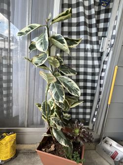 Planta de hule