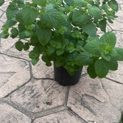 Bálsamo De Limon Melissa 