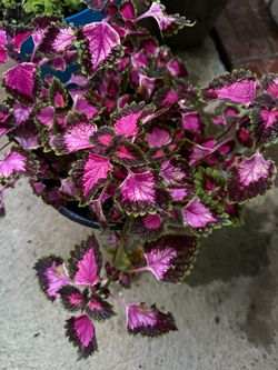 Beautiful Coleus