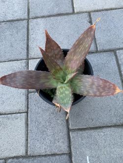 Agave / Aloe Succulent