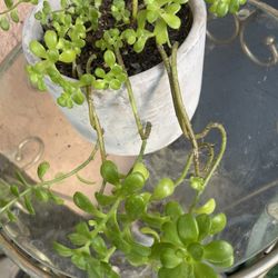 HERMOSAS PLANTAS NATURALES “SUCULENTAS PLANT” 