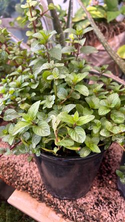 Menta