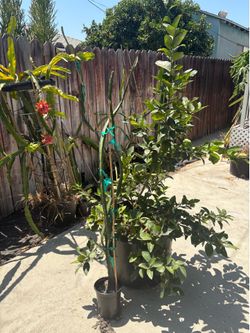 Dragón fruit plant-Sugar Dragon over 4ft