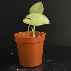 arrowhead plant Syngonium