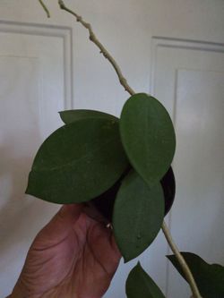 Hoya pachyclada