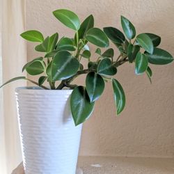 Healthy Beautiful Indoor Plant(Peperomia)