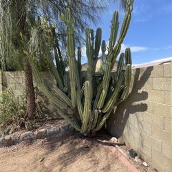 Peruvian Apple Cactus 