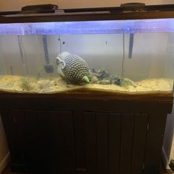 55 Gallon Tank And Stand