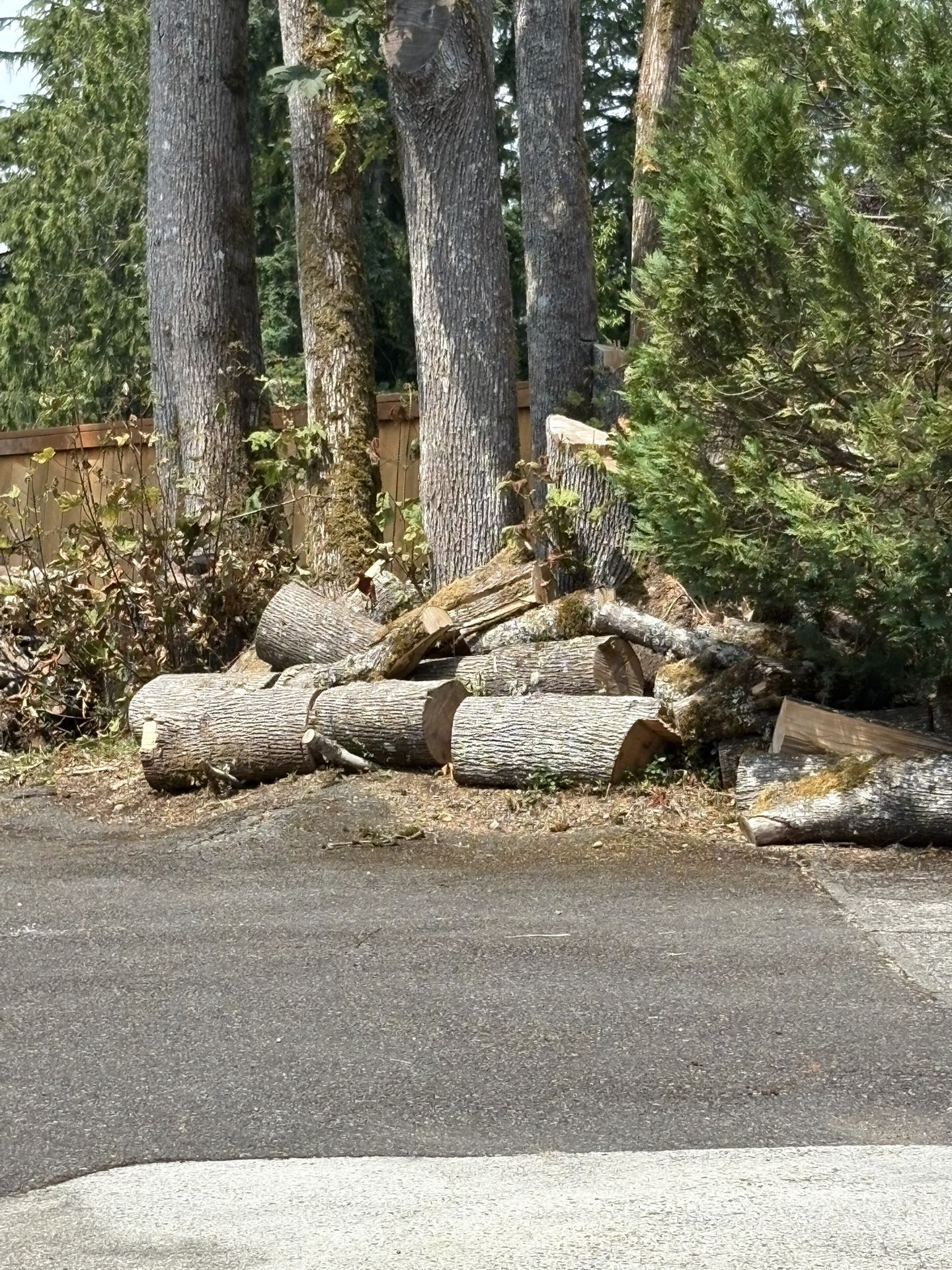 Free Firewood, Maple N Cedar Wood