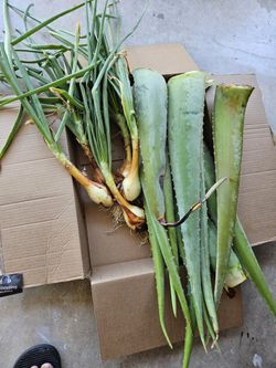 Aloe Vera Leaf