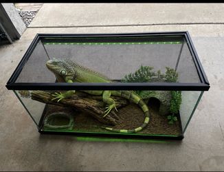 Large Glass Reptile Terrarium with metal mesh lid