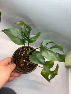 Monstera Minima