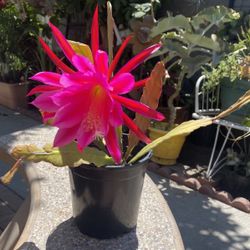Epiphyllum Orchid Cactus