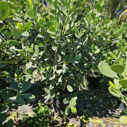 clusias Over 6 feet tall Instant  Privacy  Hedge  for fence  