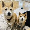 Shiba_Pawrents