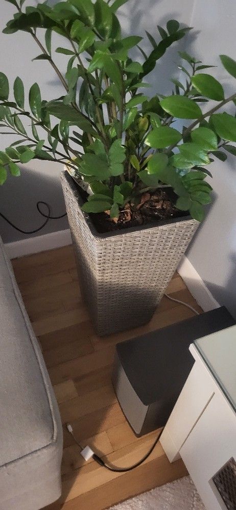 Flower Pot