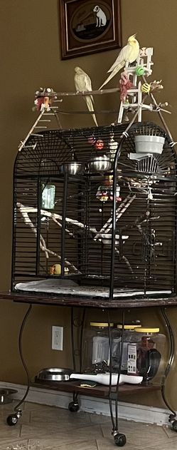 Bird Cage