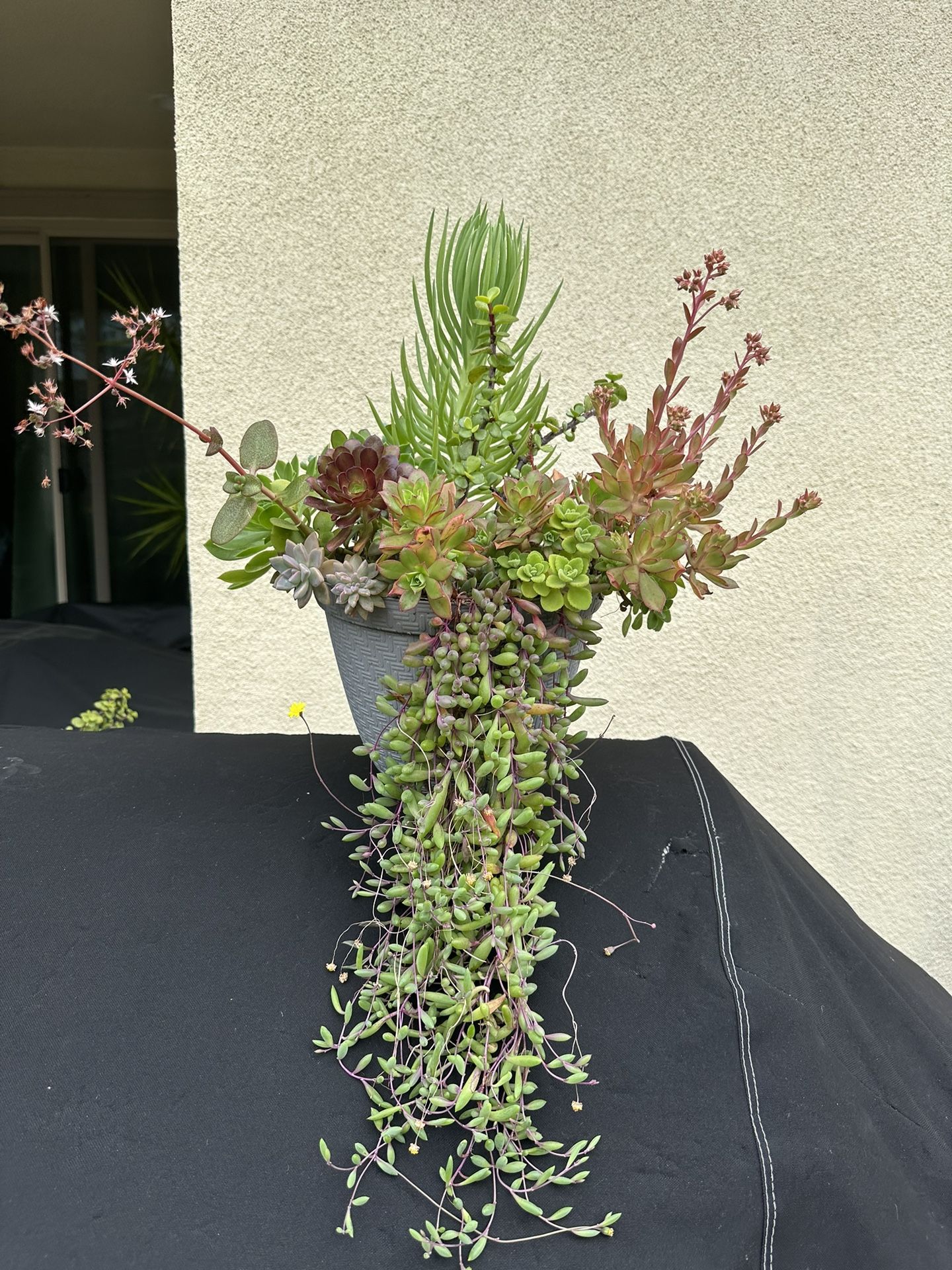 Assorted Succulent Plants 