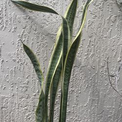 3–Beautiful Full Snake Plant - Healthy & Easy Care