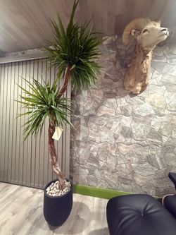 Brand new,  Mid Century Yucca / Joshua tree