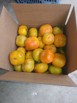 Fuyu Persimmon organic