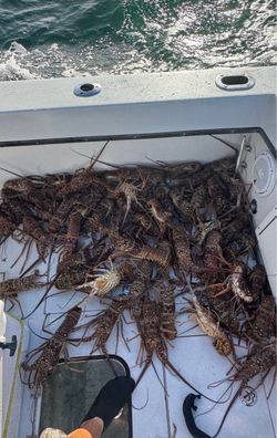 Lobster